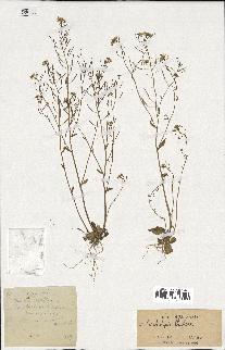 spécimen de Arabidopsis thaliana