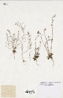 spécimen de Arabidopsis thaliana