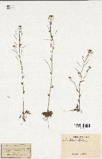 spécimen de Arabidopsis thaliana
