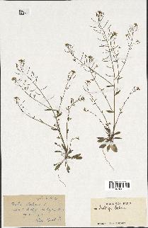 spécimen de Arabidopsis thaliana