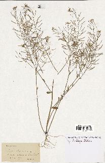 spécimen de Arabidopsis thaliana