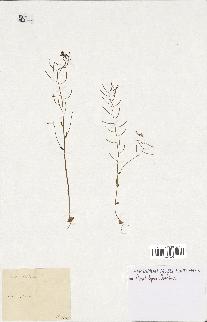spécimen de Arabidopsis thaliana
