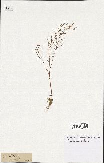 spécimen de Arabidopsis thaliana