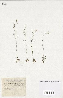 spécimen de Arabidopsis thaliana