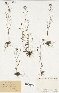 spécimen de Arabidopsis thaliana
