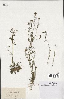 spécimen de Arabidopsis thaliana