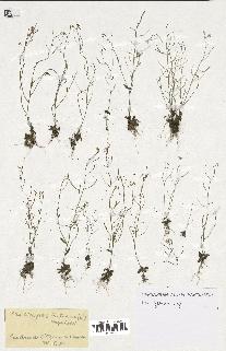 spécimen de Arabidopsis thaliana