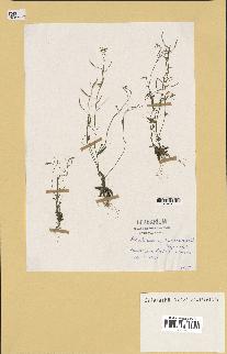 spécimen de Arabidopsis thaliana