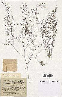 spécimen de Arabidopsis thaliana
