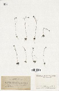 spécimen de Arabidopsis thaliana