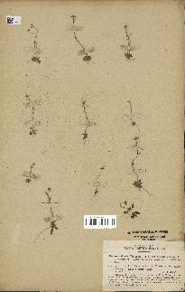 spécimen de Arabidopsis thaliana