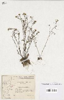 spécimen de Arabidopsis thaliana