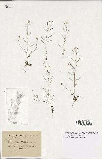 spécimen de Arabidopsis thaliana