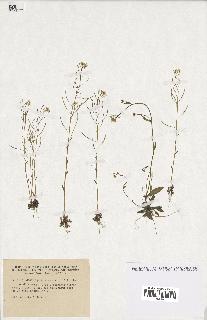 spécimen de Arabidopsis thaliana