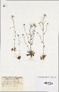 spécimen de Arabidopsis thaliana
