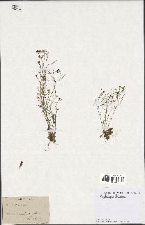 spécimen de Arabidopsis thaliana