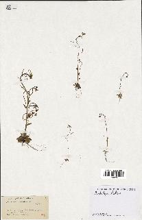 spécimen de Arabidopsis thaliana