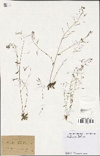 spécimen de Arabidopsis thaliana