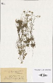 spécimen de Arabidopsis thaliana