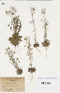 spécimen de Arabidopsis thaliana