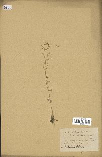 spécimen de Arabidopsis thaliana