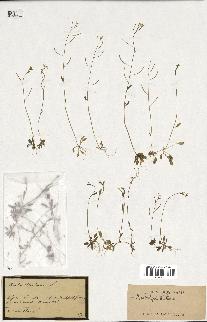 spécimen de Arabidopsis thaliana