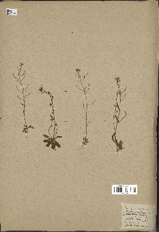 spécimen de Arabidopsis thaliana