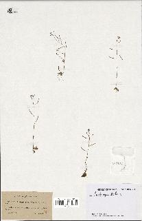 spécimen de Arabidopsis thaliana