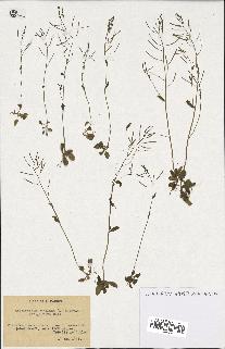 spécimen de Arabidopsis thaliana