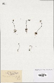 spécimen de Arabidopsis thaliana