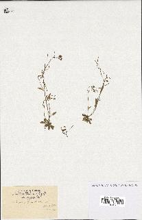 spécimen de Arabidopsis thaliana
