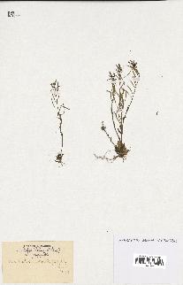 spécimen de Arabidopsis thaliana
