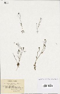 spécimen de Arabidopsis thaliana