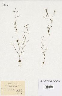 spécimen de Arabidopsis thaliana