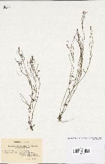 spécimen de Arabidopsis thaliana