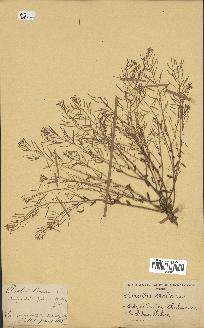 spécimen de Arabidopsis thaliana