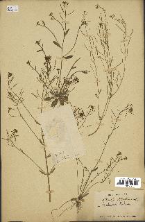 spécimen de Arabidopsis thaliana