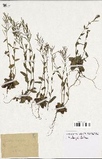 spécimen de Arabidopsis thaliana