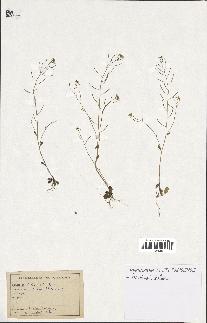 spécimen de Arabidopsis thaliana