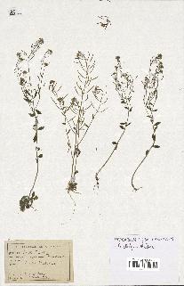 spécimen de Arabidopsis thaliana