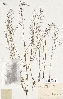 spécimen de Arabidopsis thaliana