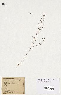 spécimen de Arabidopsis thaliana