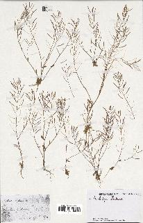 spécimen de Arabidopsis thaliana