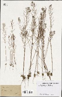 spécimen de Arabidopsis thaliana