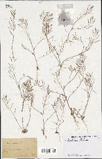 spécimen de Arabidopsis thaliana
