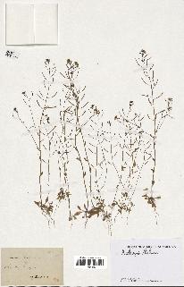 spécimen de Arabidopsis thaliana