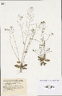 spécimen de Arabidopsis thaliana