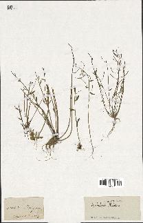 spécimen de Arabidopsis thaliana