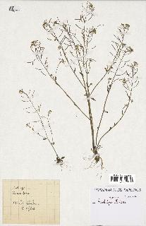 spécimen de Arabidopsis thaliana