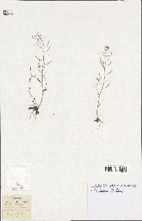 spécimen de Arabidopsis thaliana